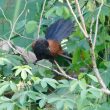 Coucal rufin en Malaisie